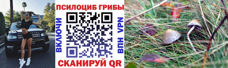 Купить закладки  Реж  Псилоцибиновые грибы Cubensis 